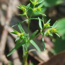 Euphorbia exigua  L.Euphorbia exigua  L.