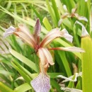 Iris foetidissima L.Iris foetidissima L.