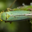 Cicadella viridis (Linnaeus, 1758)Cicadella viridis (Linnaeus, 1758)