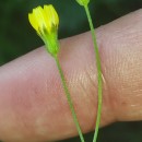 Crepis capillaris (L.) Wallr.Crepis capillaris (L.) Wallr.