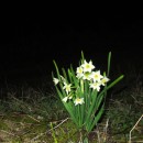 Narcissus tazetta L.Narcissus tazetta L.