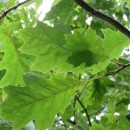 Quercus rubra L.Quercus rubra L.