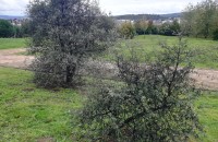 Quercus ilex L. subsp. ilexQuercus ilex L. subsp. ilex