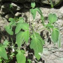 Solanum sp. L.Solanum sp. L.