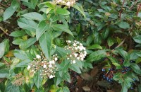 Viburnum tinus L.Viburnum tinus L.