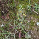 Dittrichia graveolens (L.) Desf.Dittrichia graveolens (L.) Desf.