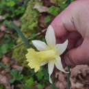 Narcissus pallidiflorus PugsleyNarcissus pallidiflorus Pugsley