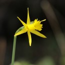 Narcissus sp. N.A.Narcissus sp. L.