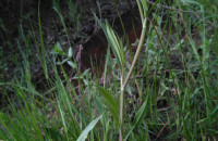 Ranunculus flammula L.Ranunculus flammula L.