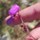Daboecia cantabrica (Huds.) C. KochDaboecia cantabrica (Huds.) C. Koch