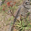Aloe vera (L.) Burm.f.Aloe vera (L.) Burm.f.
