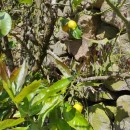 Citrus x limon (L.) Burm.f.Citrus x limon (L.) Burm.f.