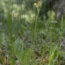 Primula elatior (L.) Hill subsp. intrincata (Gren. & Godr.) WidmerPrimula elatior (L.) Hill subsp. intrincata (Gren. & Godr.) Widmer