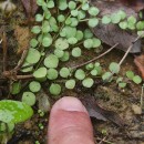Lysimachia tenella L.Lysimachia tenella L.