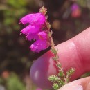 Erica ciliaris L.Erica ciliaris L.