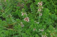 Lysimachia maritima (L.) Galasso, Banfi & SoldanoLysimachia maritima (L.) Galasso, Banfi & Soldano