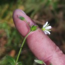 Cerastium fontanum Baumg. subsp. vulgare (Hartm.) Greuter & BurdetCerastium fontanum Baumg. subsp. vulgare (Hartm.) Greuter & Burdet