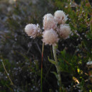 Antennaria dioica (L.) Gaertn.Antennaria dioica (L.) Gaertn.