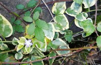 Vinca major L. subsp. Variegata .Vinca major L. subsp. Variegata .