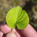 Viola palustris L.Viola palustris L.