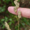 Dactylis glomerata LDactylis glomerata L