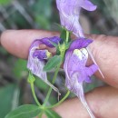 Linaria triornithophora (L.) Willd.Linaria triornithophora (L.) Willd.