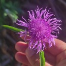 Centaurea nigra L. subsp. nigra .Centaurea nigra L. subsp. nigra .