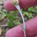 Helichrysum luteoalbum (L.) Rchb.Helichrysum luteoalbum (L.) Rchb.