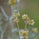 Helichrysum luteoalbum (L.) Rchb.Helichrysum luteoalbum (L.) Rchb.