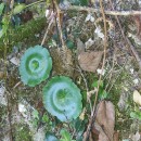 Umbilicus rupestris (Salisb.) DandyUmbilicus rupestris (Salisb.) Dandy