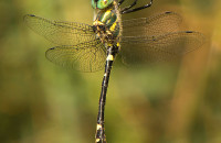 Macromia splendens (Pictet, 1843)Macromia splendens (Pictet, 1843)