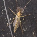 CHIRONOMIDAE sp. N.A.CHIRONOMIDAE sp. N.A.