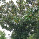 Magnolia grandiflora L.Magnolia grandiflora L.