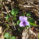 Viola palustris L.Viola palustris L.