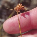 Rhynchospora alba (L.) VahlRhynchospora alba (L.) Vahl