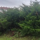 Juniperus horizontalis MoenchJuniperus horizontalis Moench