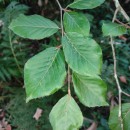 Fagus sylvatica L.Fagus sylvatica L.