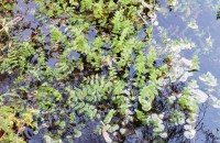 Berula erecta (Huds.) CovilleBerula erecta (Huds.) Coville