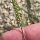 Setaria parviflora (Poir.) KerguélenSetaria parviflora (Poir.) Kerguélen