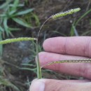 Paspalum dilatatum Poir.Paspalum dilatatum Poir.