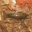Procambarus clarkii (Girard, 1852)Procambarus clarkii (Girard, 1852)