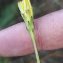 Hypochaeris radicata L.Hypochaeris radicata L.