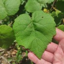 Vitis labrusca L.Vitis labrusca L.