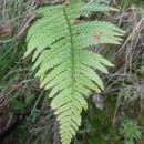 Dryopteris filix-mas (L.) SchottDryopteris filix-mas (L.) Schott