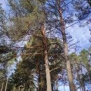 Pinus sylvestris L.Pinus sylvestris L.