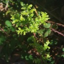 Quercus pyrenaica Willd.Quercus pyrenaica Willd.