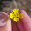 Potentilla erecta (L.) Raeusch.Potentilla erecta (L.) Raeusch.