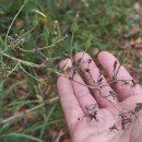 Lactuca virosa L. subsp. virosa .Lactuca virosa L. subsp. virosa .