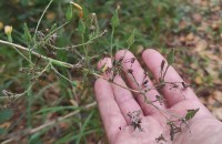 Lactuca virosa L. subsp. virosa .Lactuca virosa L. subsp. virosa .