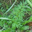 Silphiodaucus prutenicus (L.) Spalik, Wojew., Banasiak, Piwczyñski & Reduron subsp. dufourianus (Rouy & E.G.Camus) ReduronSilphiodaucus prutenicus (L.) Spalik, Wojew., Banasiak, Piwczyñski & Reduron subsp. dufourianus (Rouy & E.G.Camus) Reduron